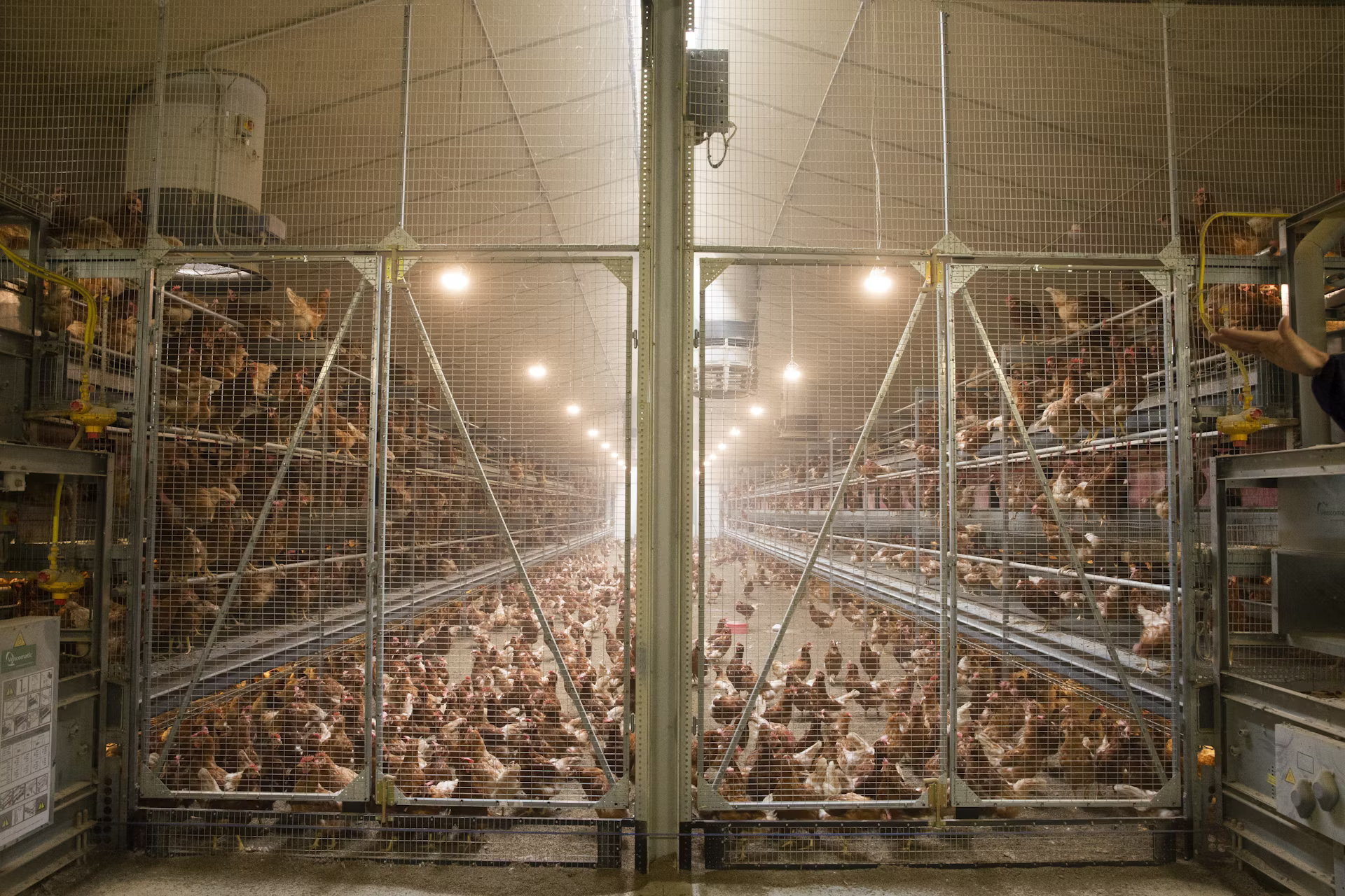 Belgian-family-Baudoin-opens-modern-organic-poultry-house-in-Wallonia15