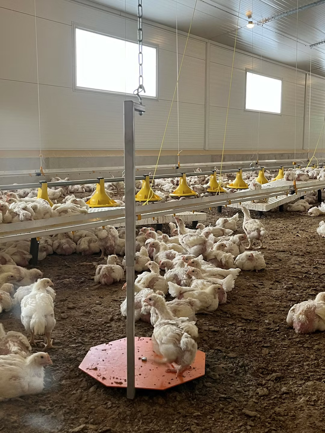 Slovenia-Broiler-Farm-Hotraco-Tulderhof-HotracoLinkedIn23